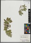 Foto von Salix hastata L.